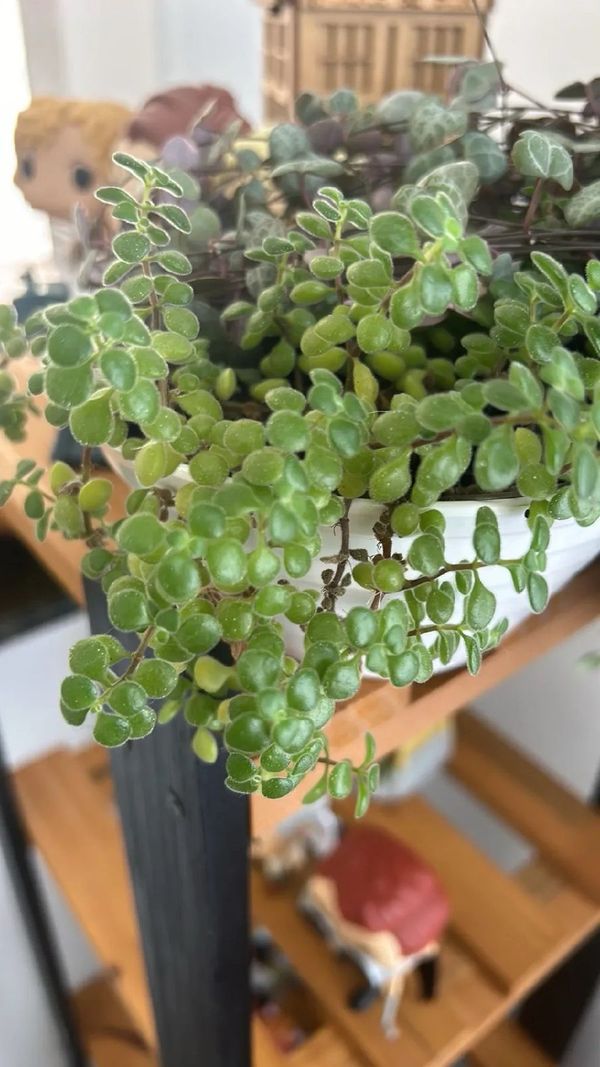 Identificação da planta Dinheirinho por foto